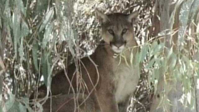 Mountain lion shot after breaking into home