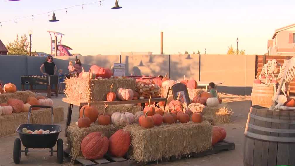 Pumpkin patch raising money for charity hit by vandals in Roseville