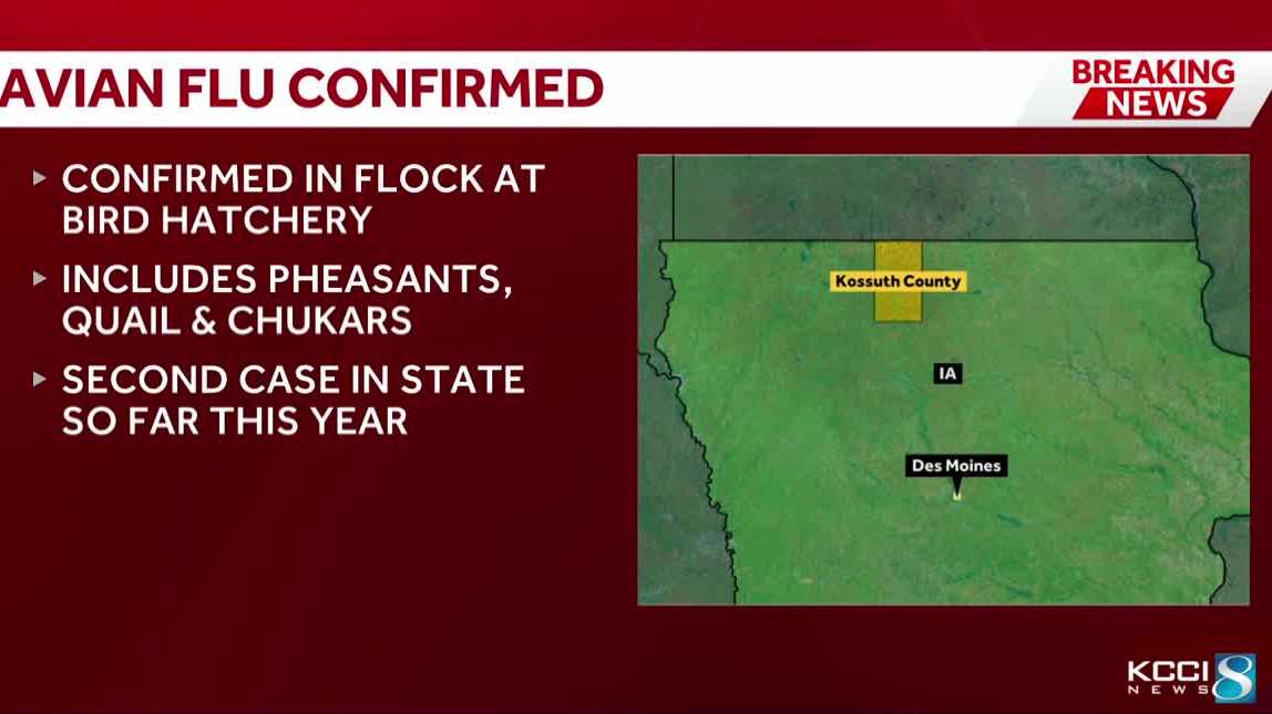 Avian influenza spreads to another Kossuth County flock