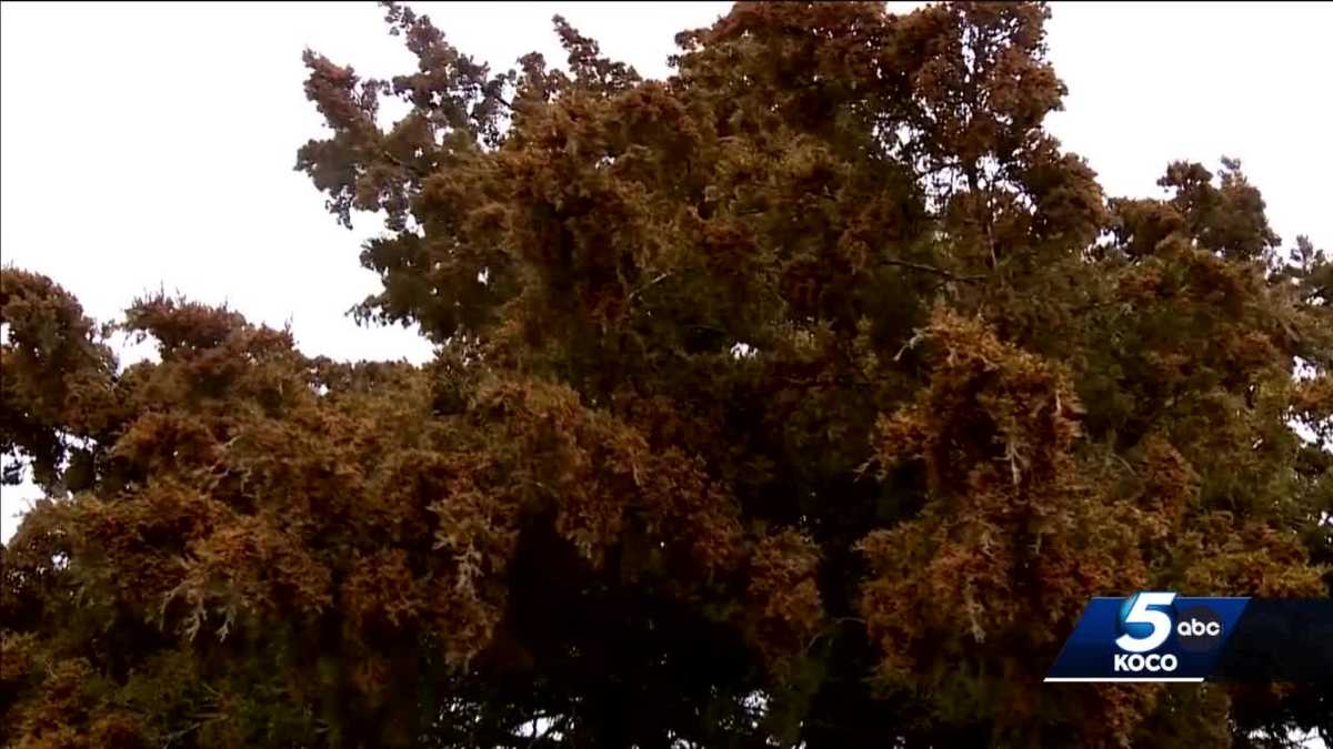 Cedar pollen returns to Oklahoma, causing problems for many