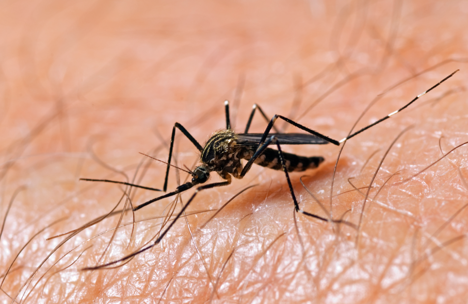 How you can protect yourself from West Nile Virus