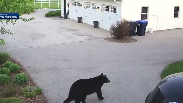 Wandering bear strolls across Washington County yard - Vimarsana News