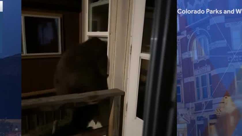 Bear caught and euthanized after attacking teenager in Durango home