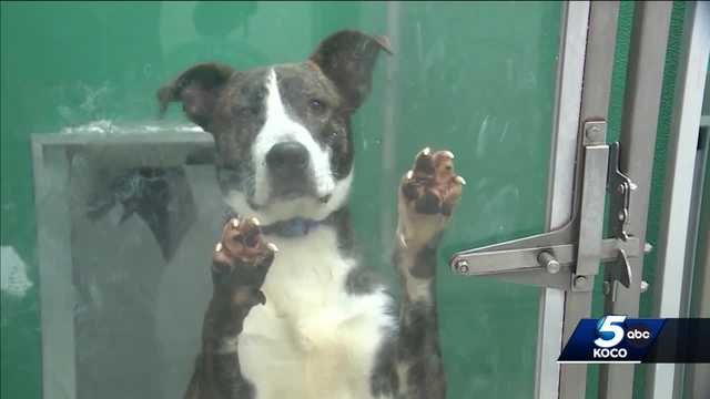 Oklahoma animal shelters may have turned corner after flu outbreak - Vimarsana News
