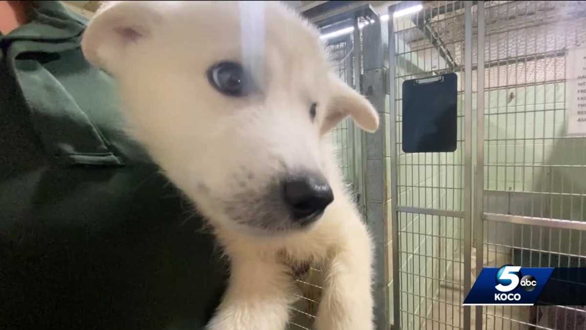 Midwest City bans dogs and cats from breeders being sold in pet stores