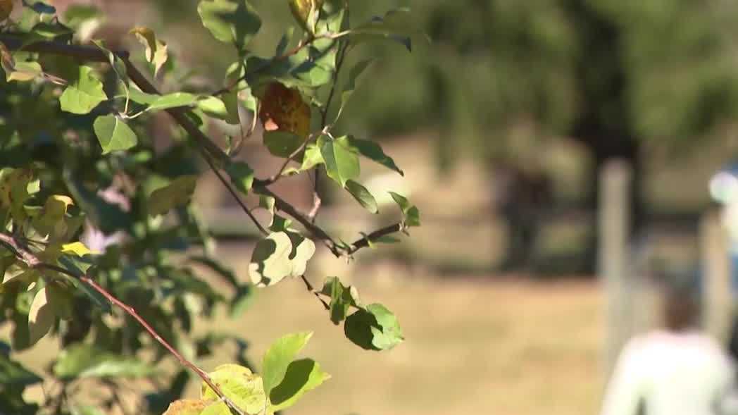 Apples, cider and doughnuts, oh my! Crowds of people flock to orchards for fall season