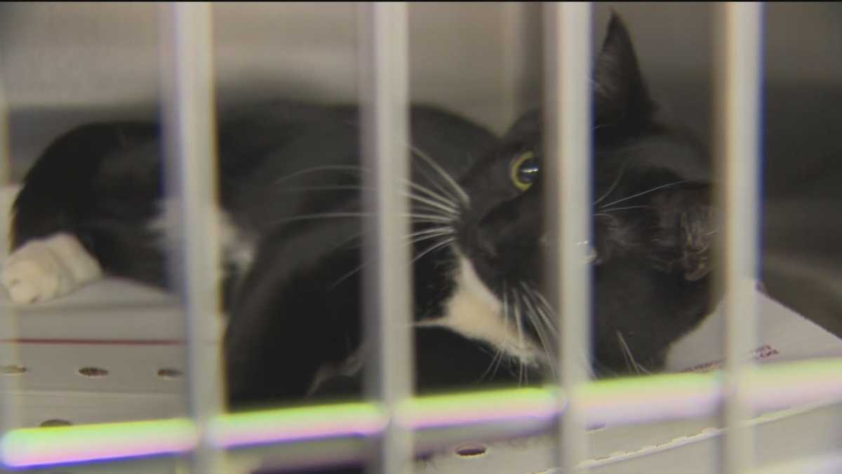 The Maryland SPCA reaches milestone at spay, neuter clinic