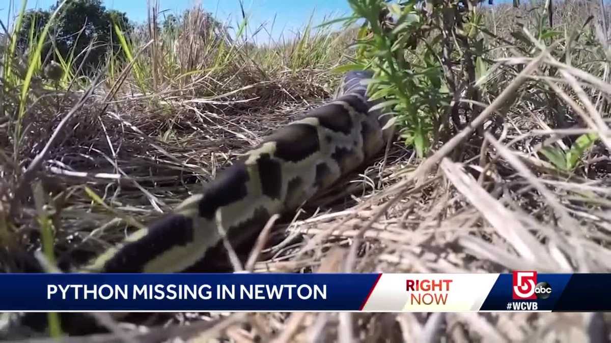Missing python could be slithering through Newton