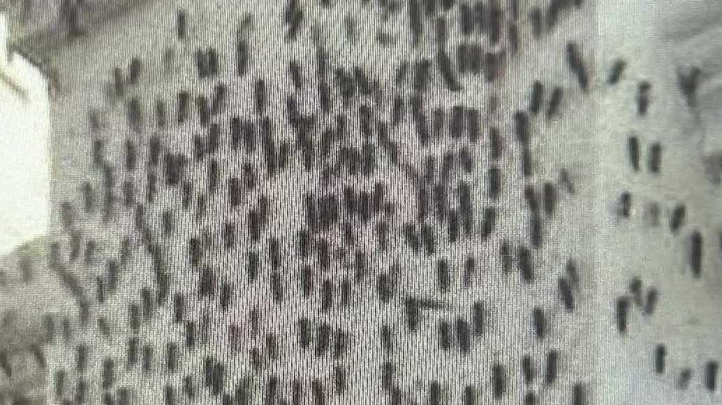 Residents say Baltimore County's midge eradication efforts don't go far enough