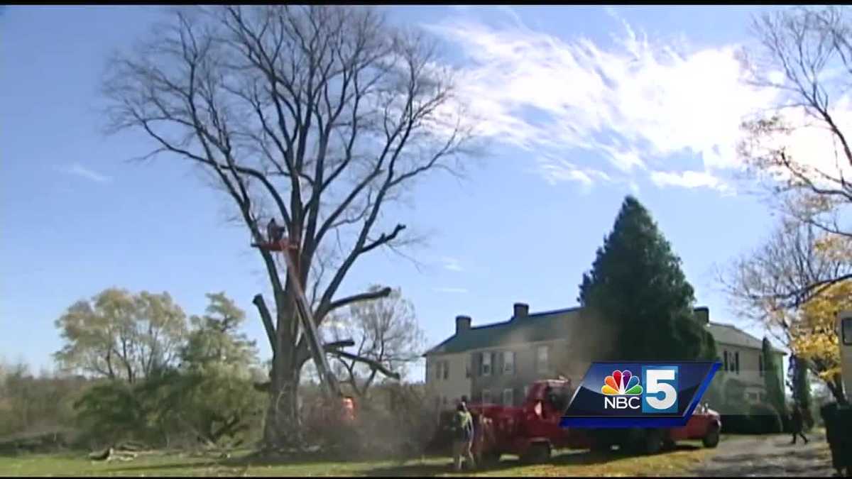 Largest elm tree in Northeast given second life