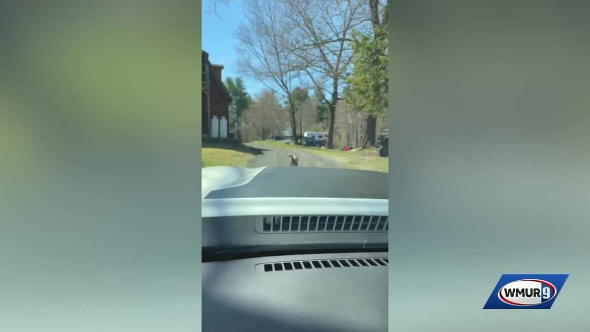 Good Vibes: A New Hampshire traffic jam