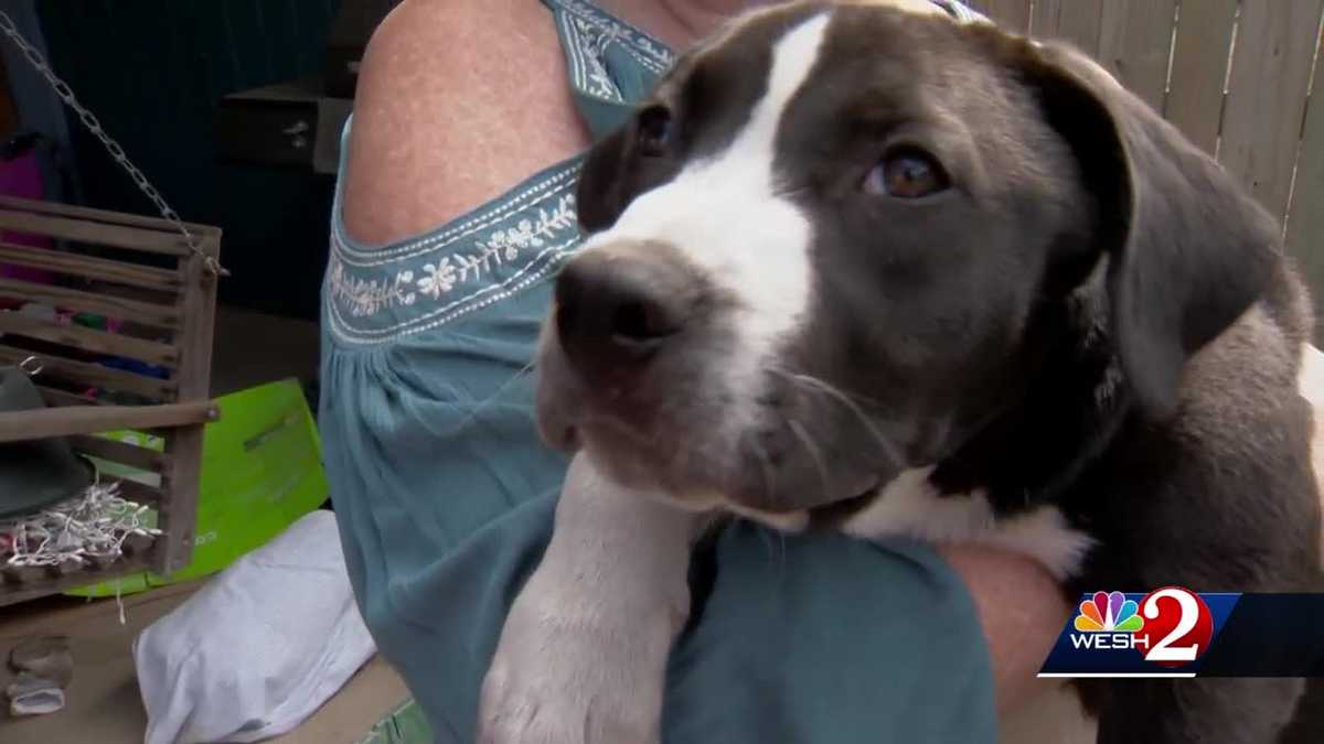 Missing dog held for ransom in Holly Hill