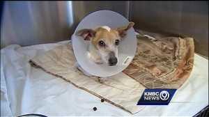 KC Pet Project thinks stray dog's Popsicle stick injury was no accident