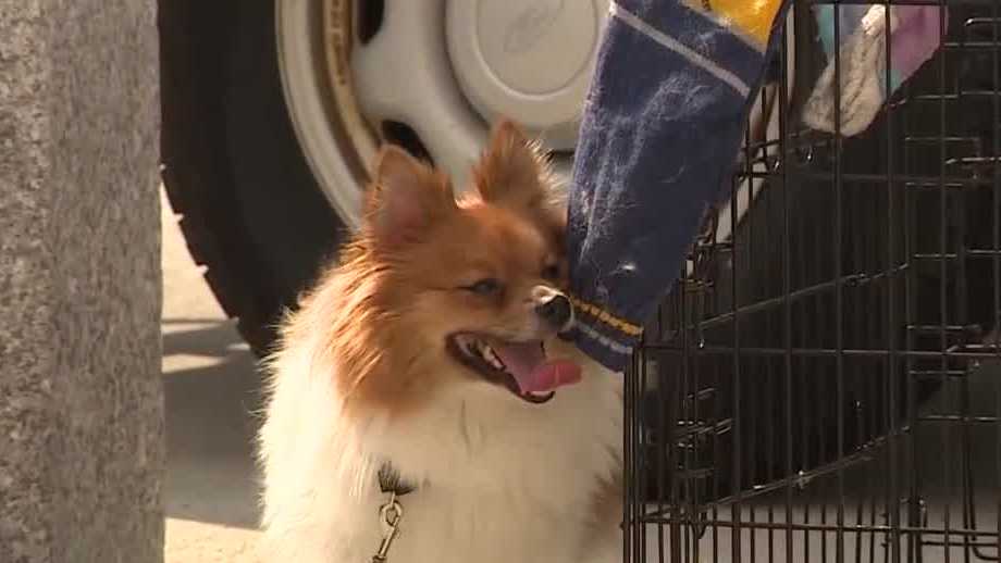 'Particularly disturbing': Dog found dumped in crate in 90 degree heat