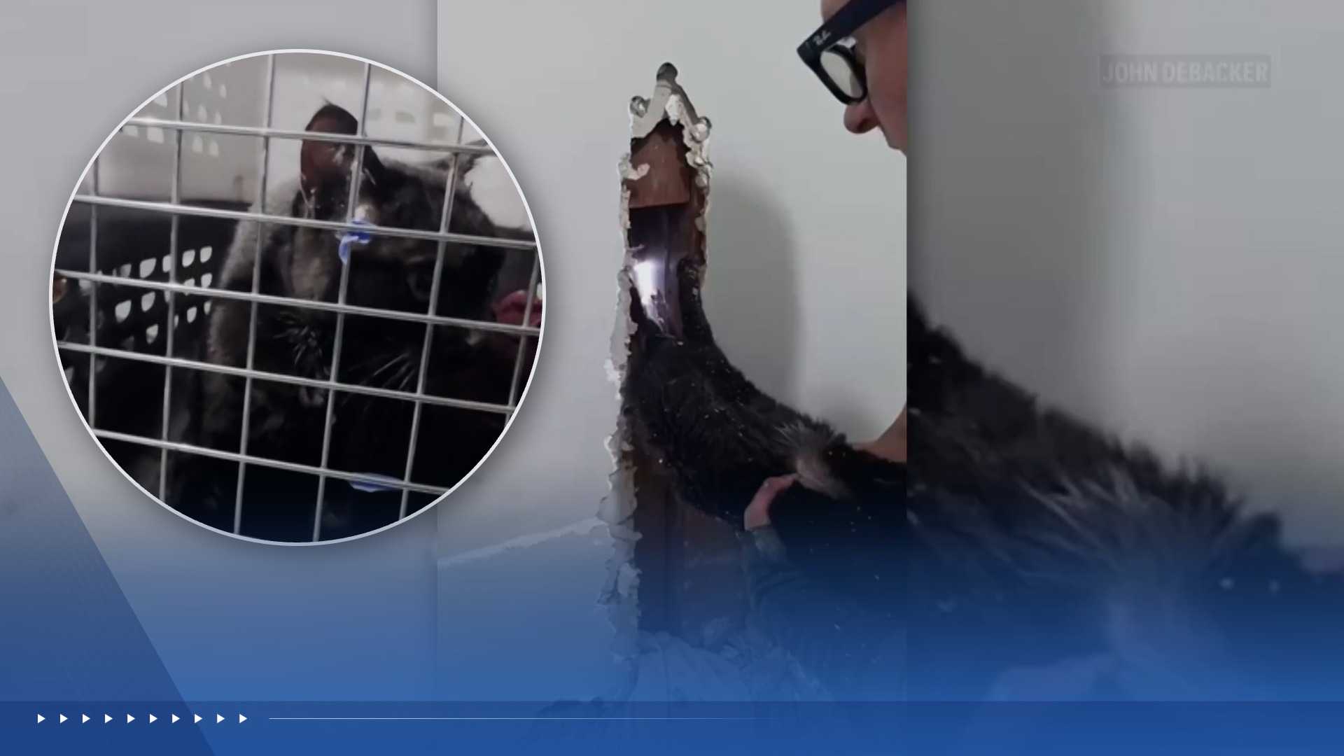Cat stuck upside down in home's wall for nearly a week: See the rescue