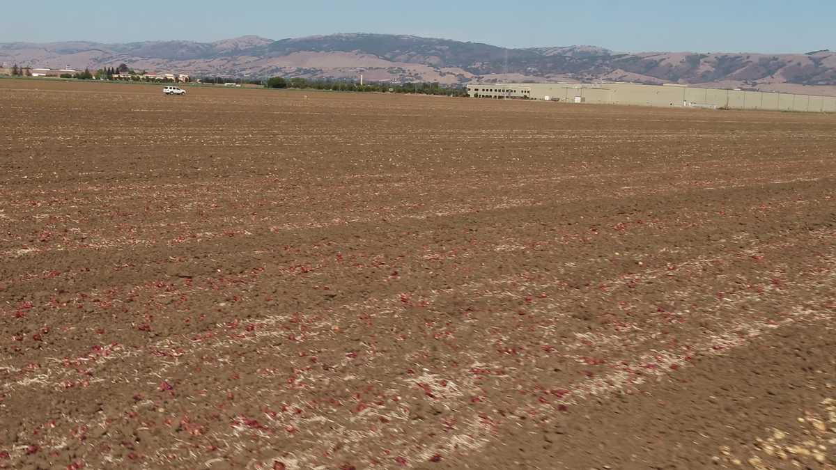 Drone Video Google buys land in Gilroy to grow trees for its offices