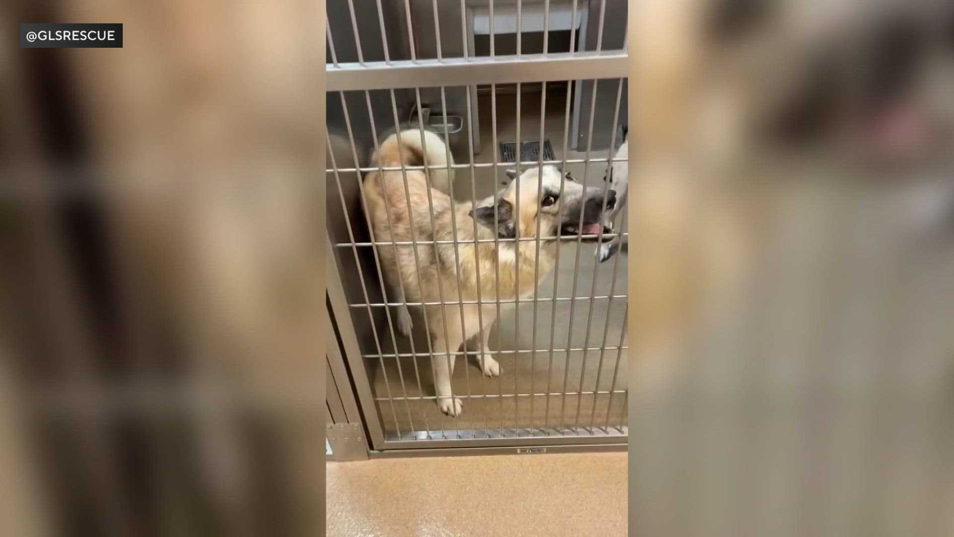 Dog loses home after family detained by ICE