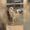 Dog loses home after family detained by ICE