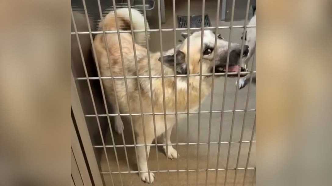 Dog loses home after family detained by ICE