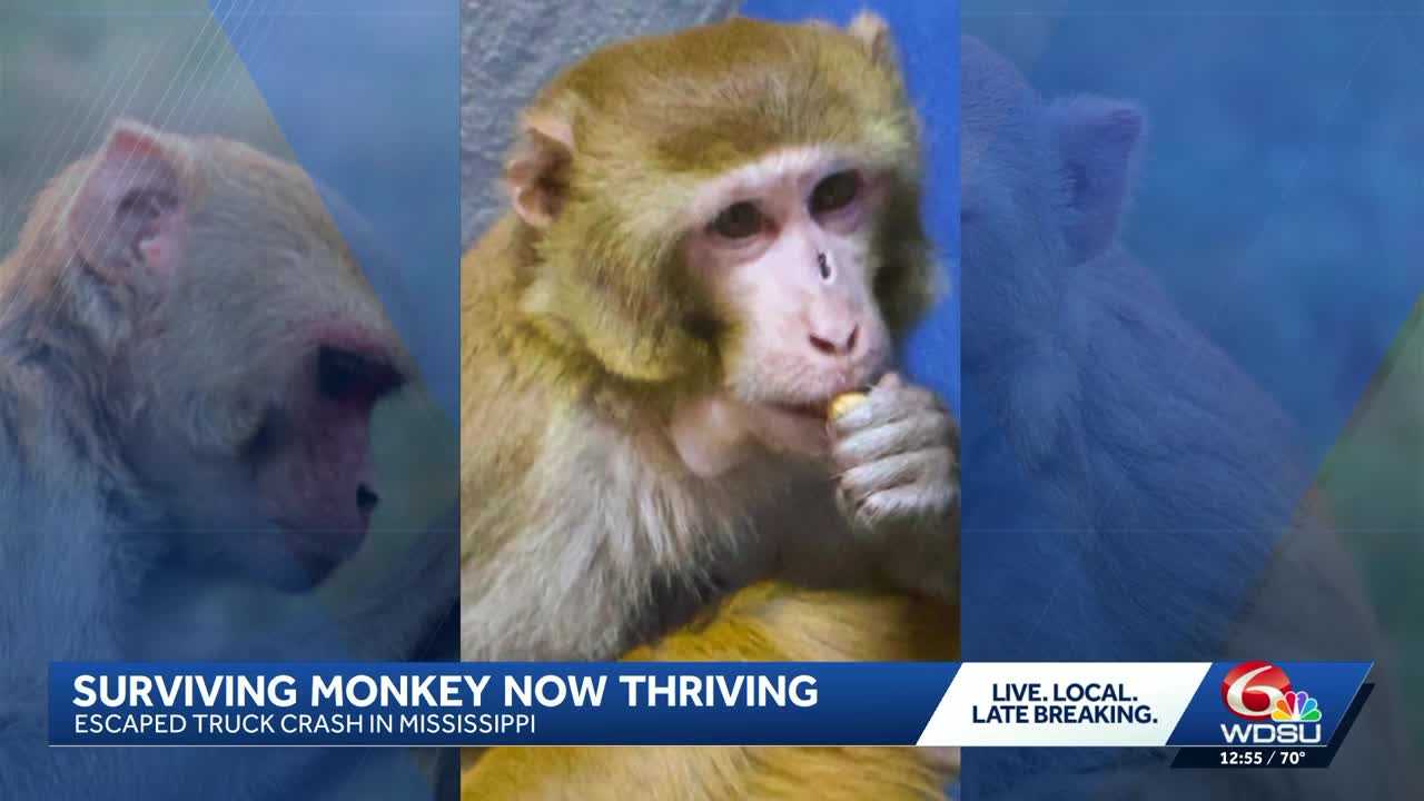 Lone surviving monkey from Mississippi truck crash now thriving in new home