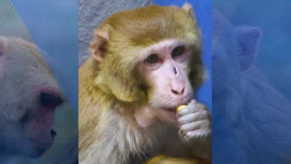 Lone surviving monkey from a Mississippi truck crash is now thriving in his new home