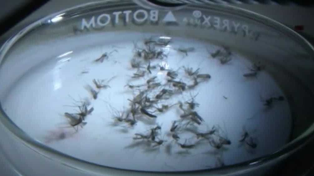 JVC foi identificada em mosquitos em Atkinson, Hampstead, diz DHHS