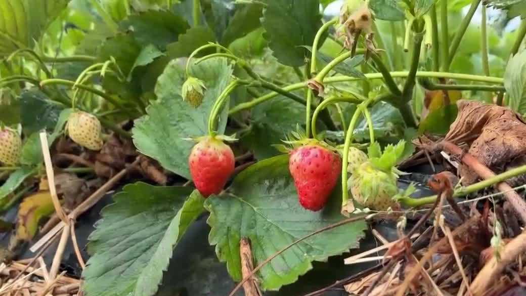 Local farm describes growing struggles due to lack of rain