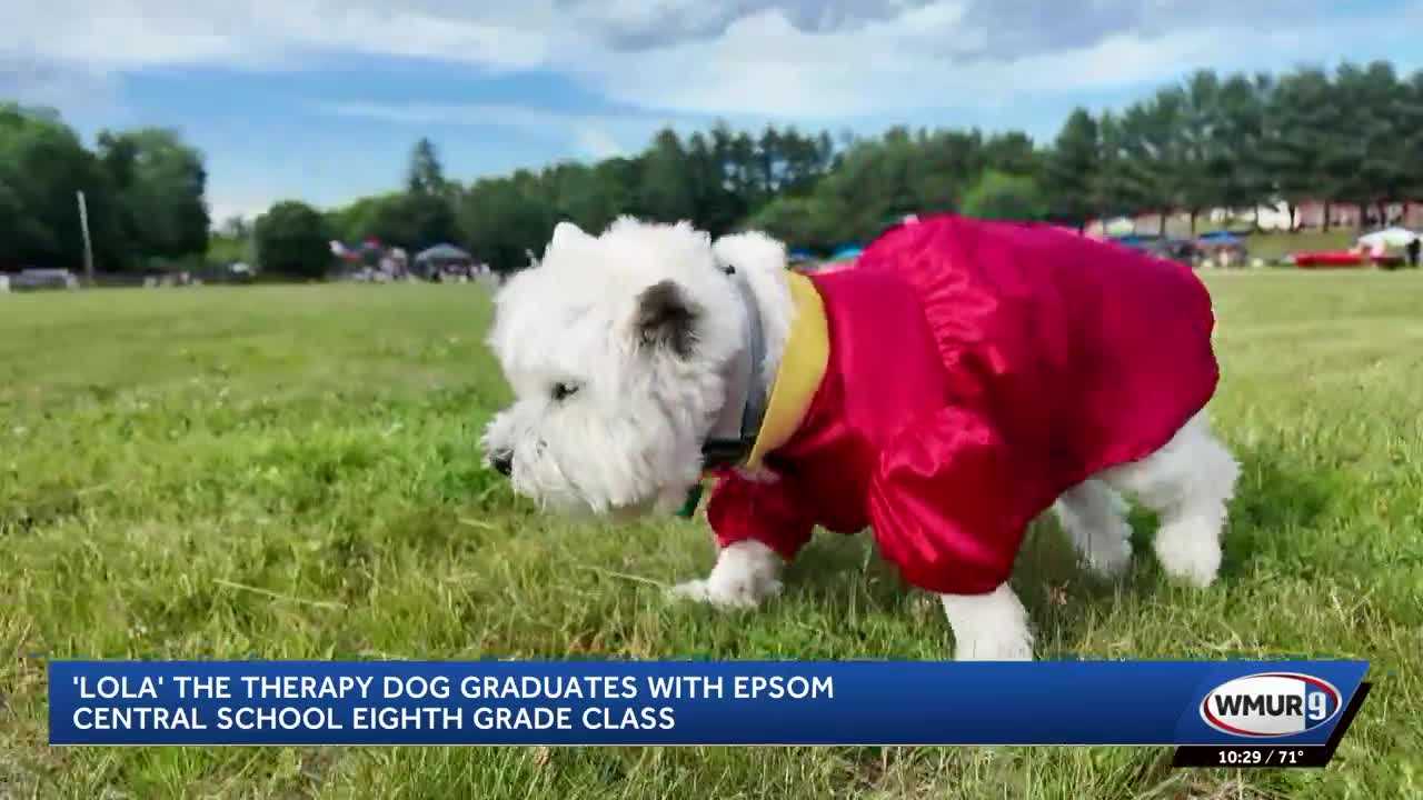 Therapy dog graduates with New Hampshire eighth-grade class