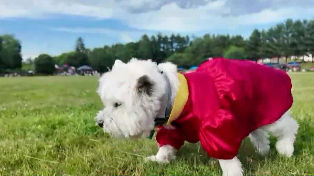 Therapy dog graduates with New Hampshire eighth-grade class
