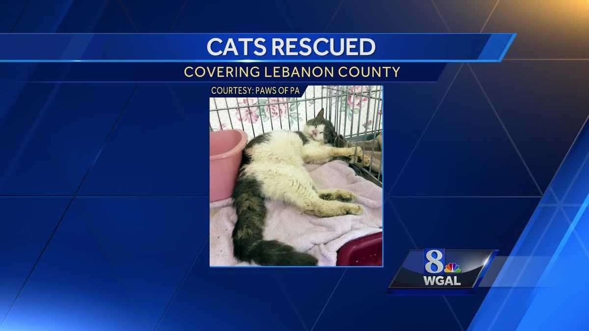 Group working to rescue over 100 cats from Lebanon County property