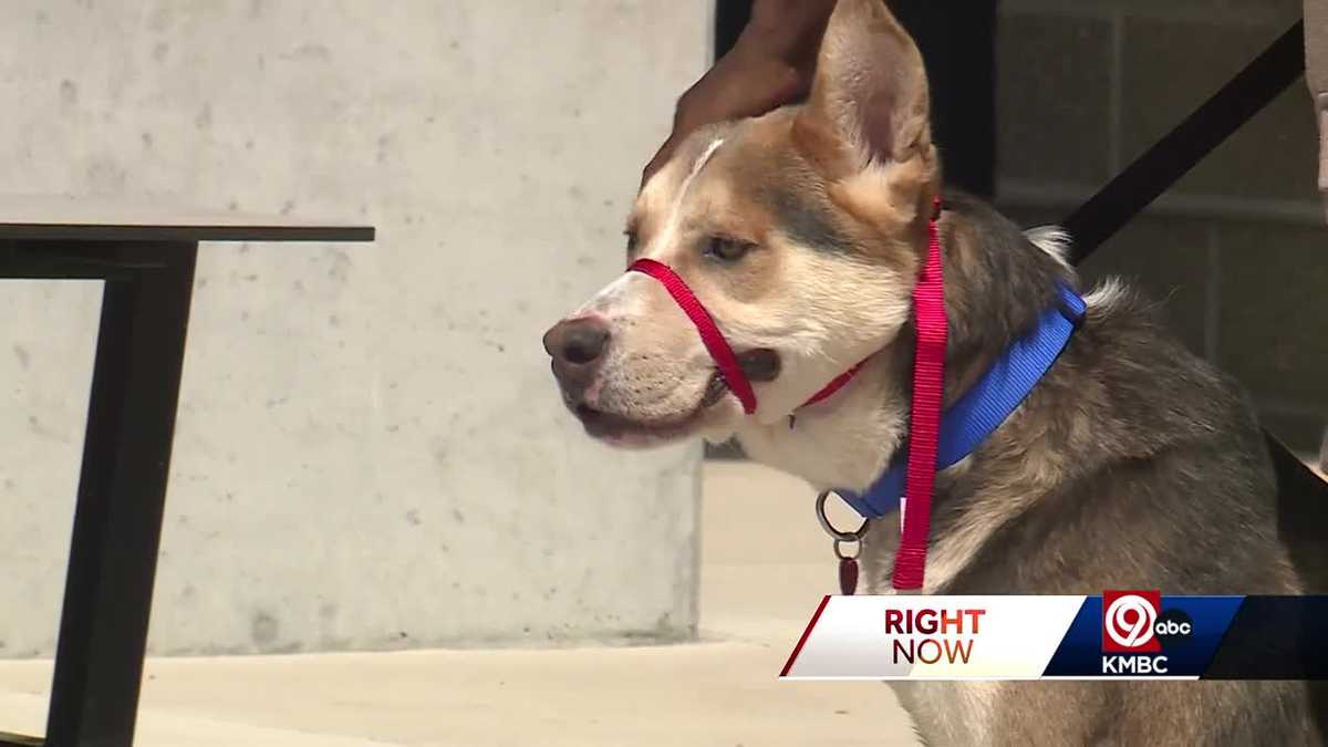 KC Pet Project sees over 100 dog adoptions in weekend event