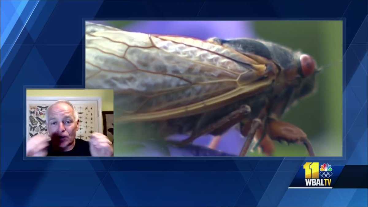 What can we expect from the cicada season?