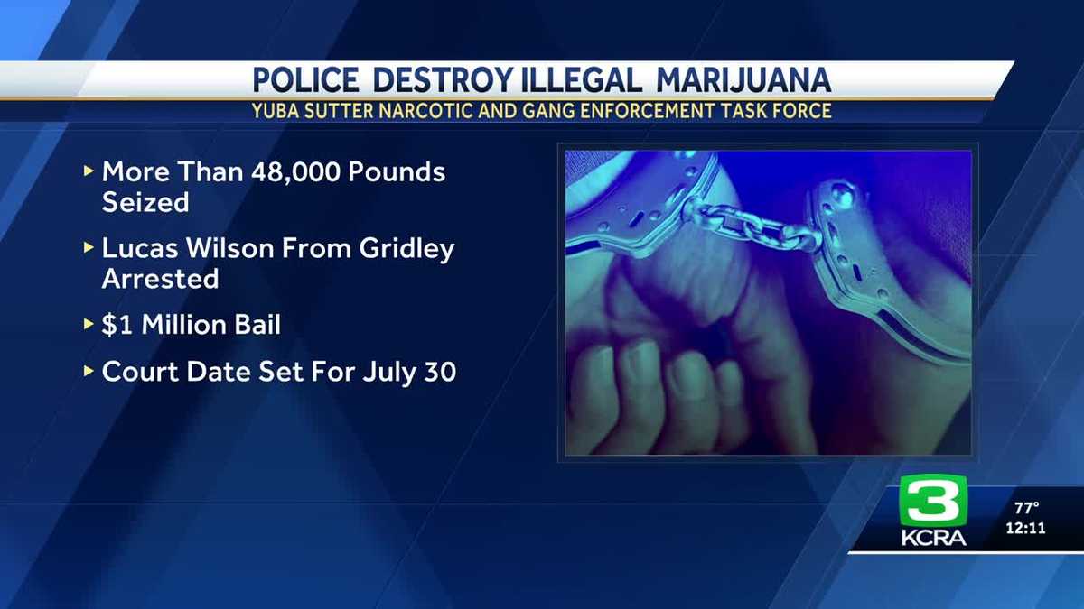 Police destroy 48,000 pounds of illegal marijuana in Sutter County