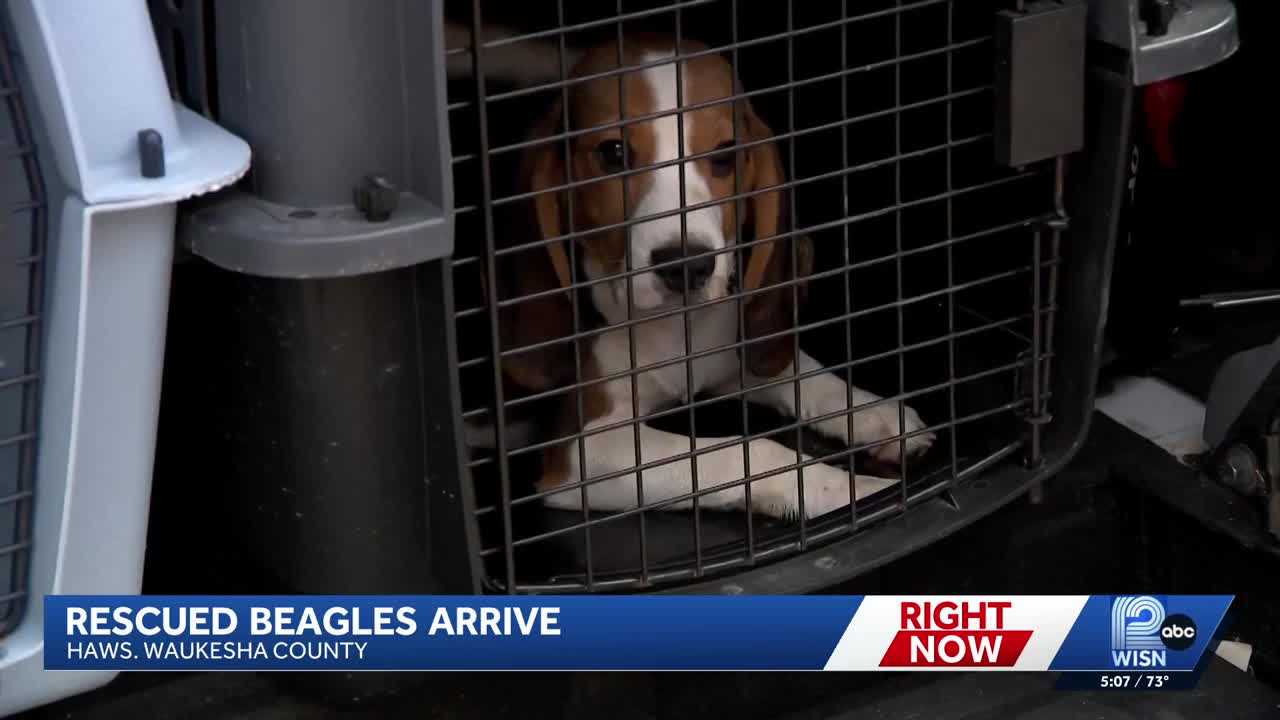 wisn.com - Sam Schmitz - Ridglan Farms ends dog operations, final 155 beagles rescued