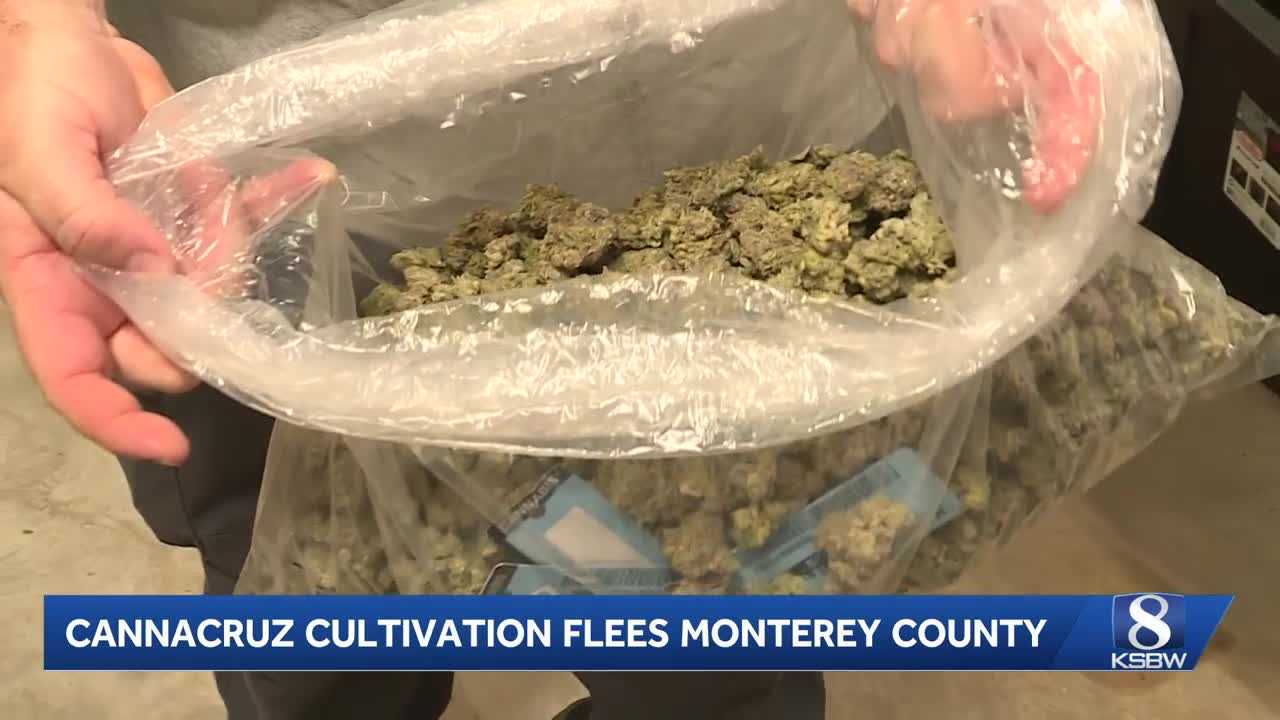 ksbw.com - Michael Rosales - CannaCruz relocates cultivation operations from Monterey County to Watsonville