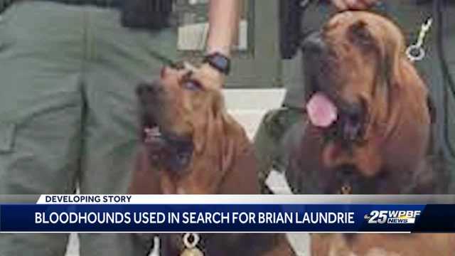 Brian Laundrie search efforts: Bloodhound expert weighs in - Vimarsana News