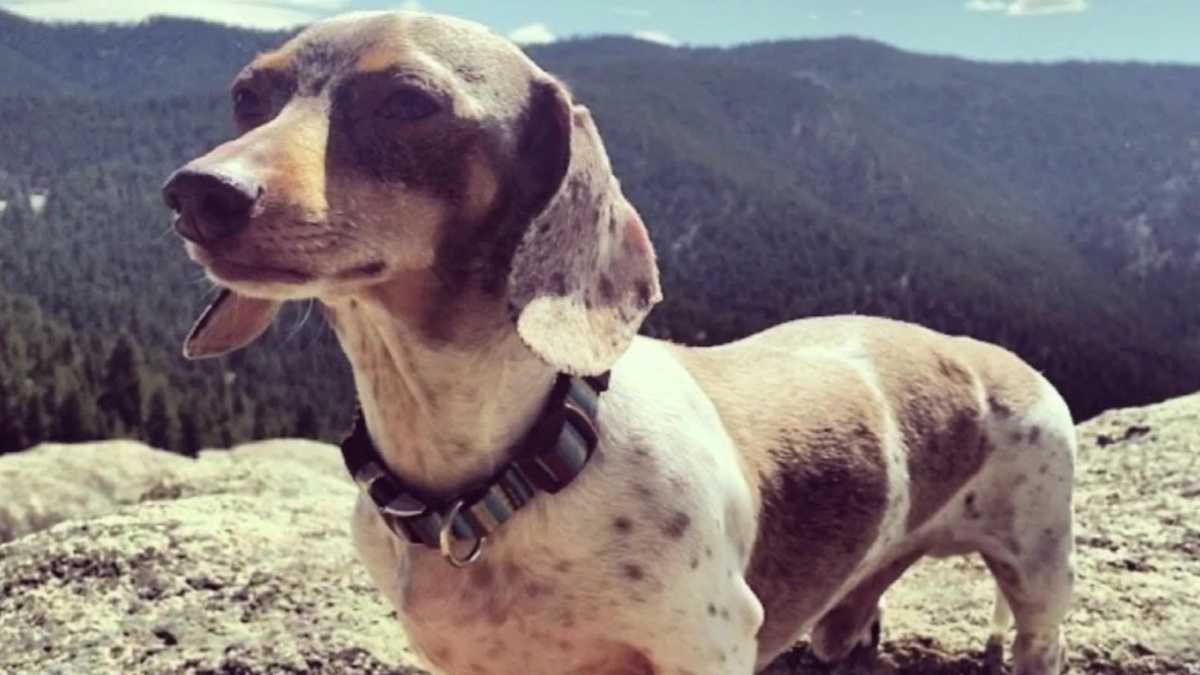 Owner: Dog mauled to death while in care of sitter found through app