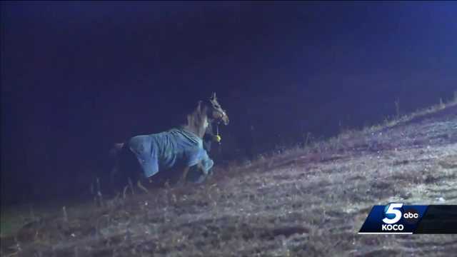Loose horses cause traffic problems on I-40 Thursday - Vimarsana News