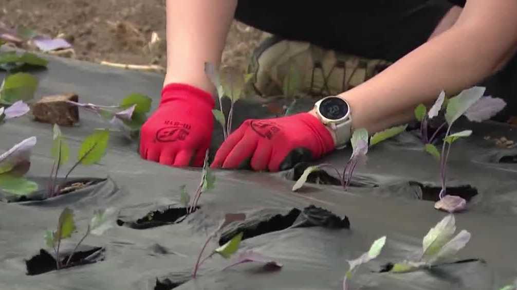Omaha nonprofit connects community through fresh food