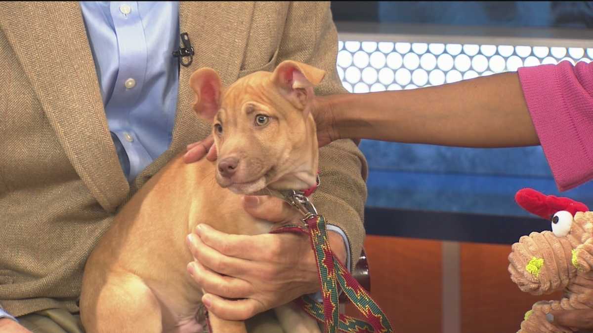 Pet Questions Transitioning from crate to house