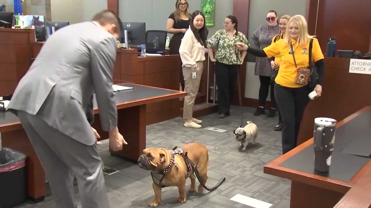 'Courtroom Critters' in Las Vegas being trained to help support trauma survivors testify