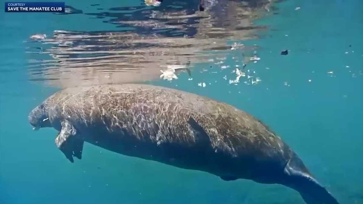 Volusia County manatee watch group prepares for migration season