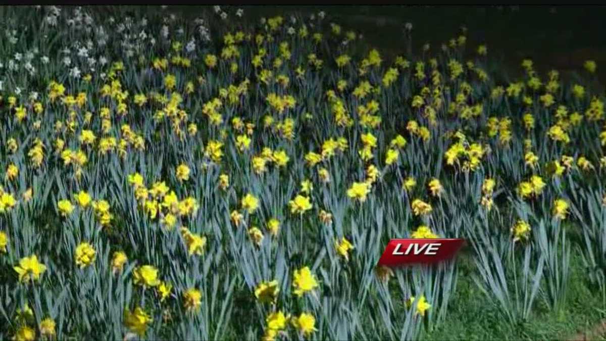 Daffodil Hill opens in Amador County