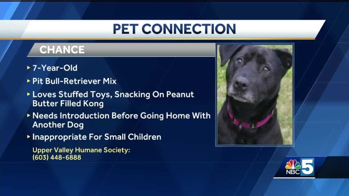Pet Connection 92718