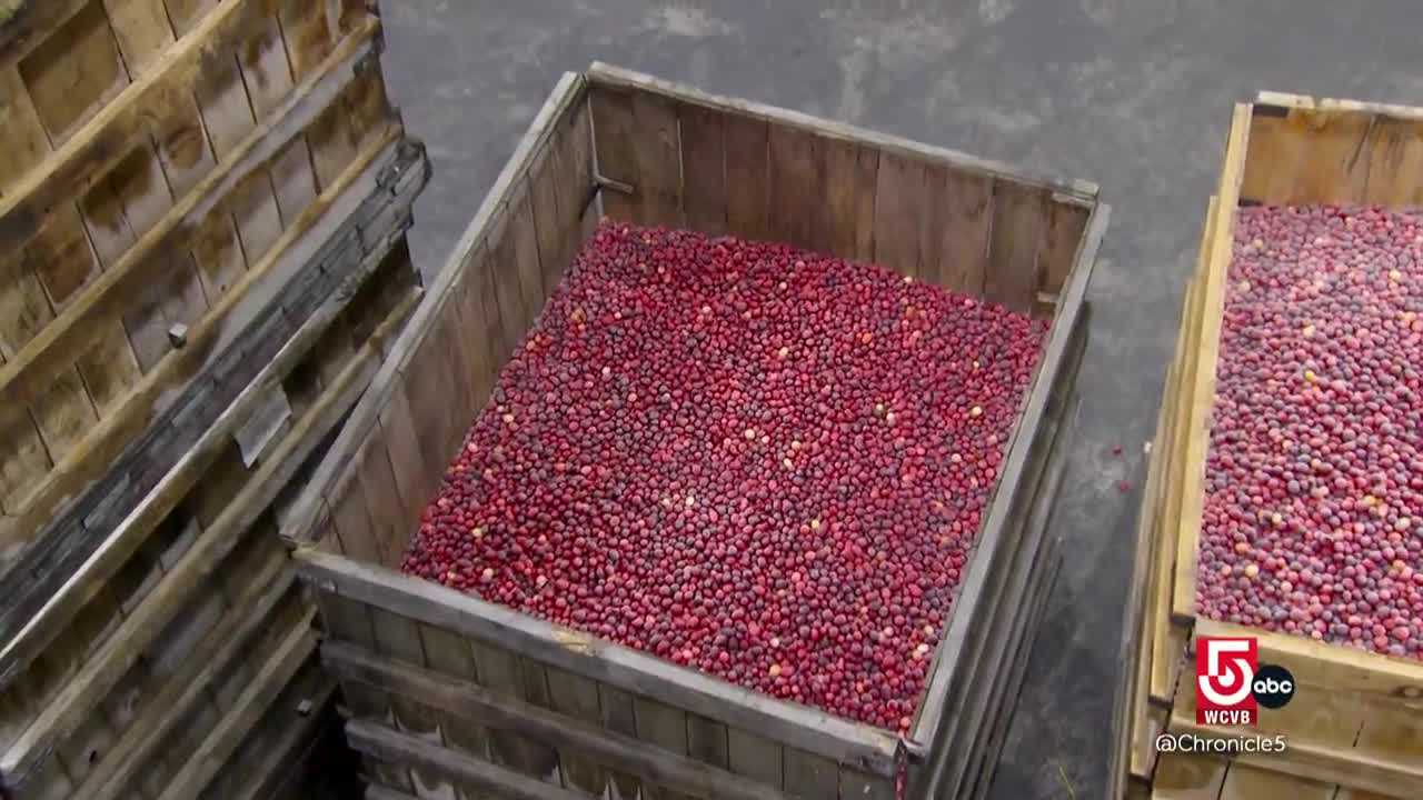 wcvb.com - Nicole Estaphan - Massachusetts cranberry farming blends tradition and technology