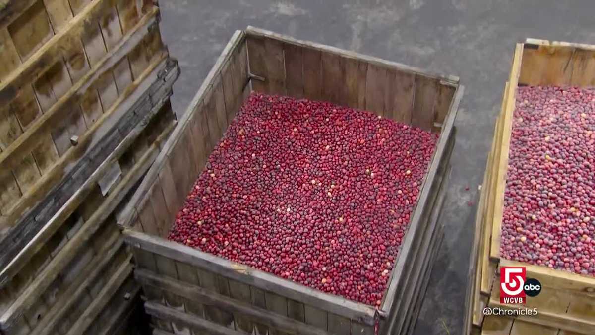 Massachusetts cranberry farming blends tradition and technology