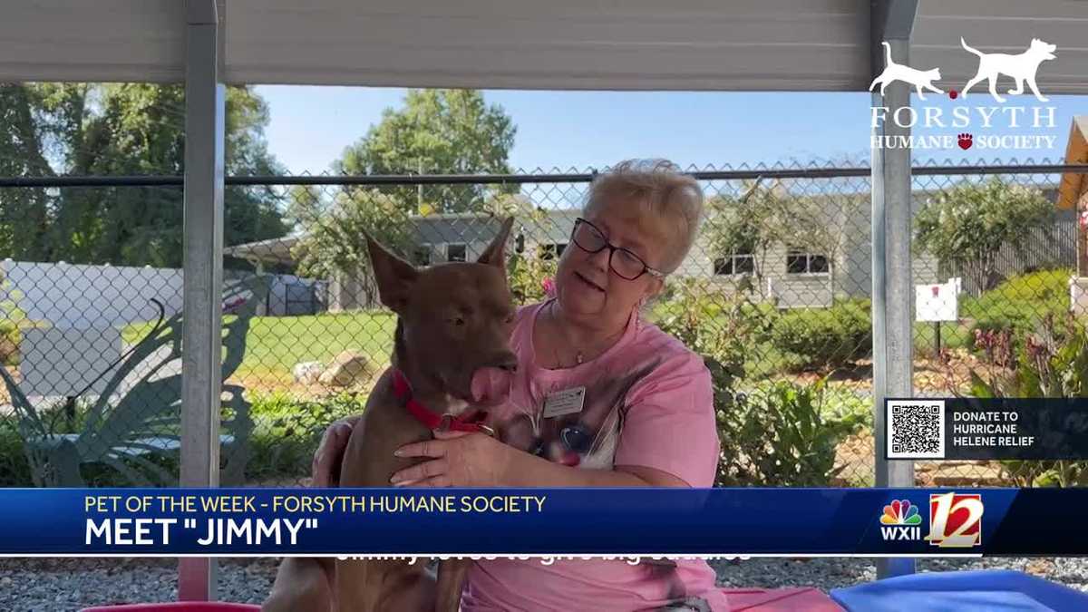Pet of the week jimmy from forsyth county animal shelter