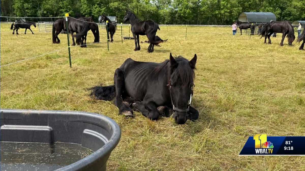 A Maryland farm rescues horses from a bad situation in Vermont