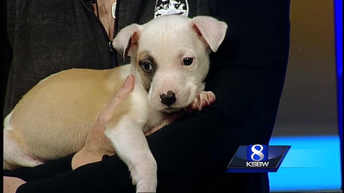 KSBW Pet of the Week: Silver the pit bull mix puppy