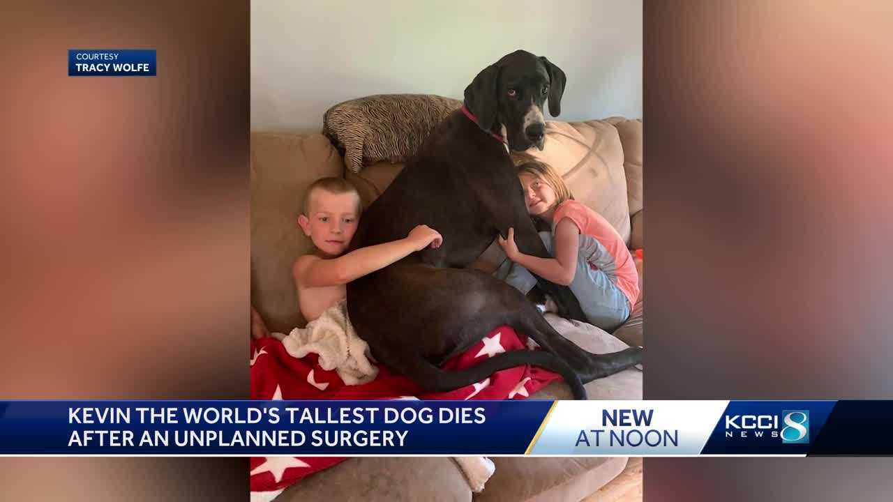 Iowa dog dies days after claiming Guinness World Record for